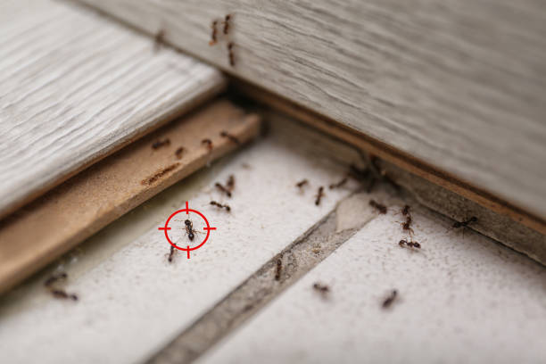 Best Best Pest Control Companies  in Damascus, OR
