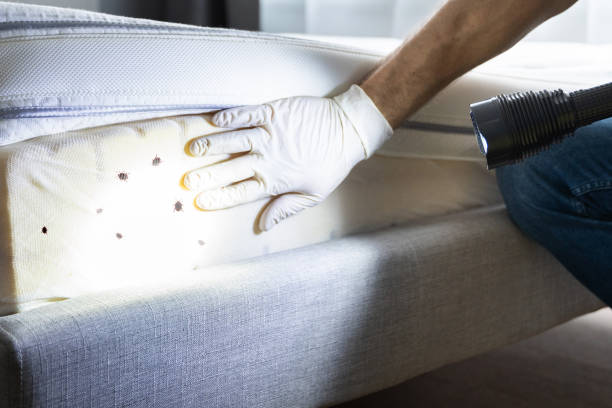 Best Pest Control Near Me  in Damascus, OR