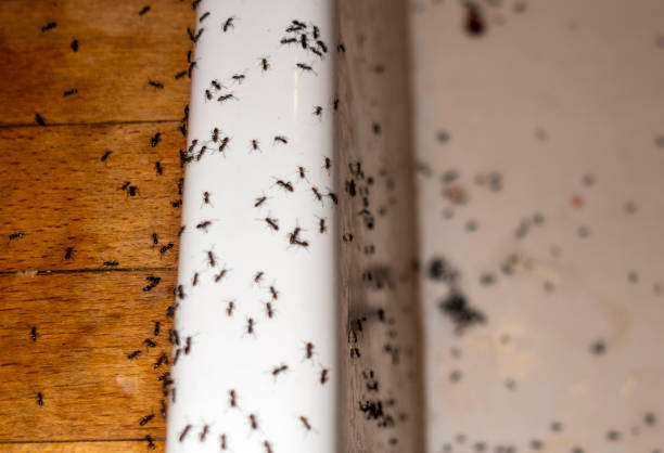 Best Cockroach Control Services  in Damascus, OR